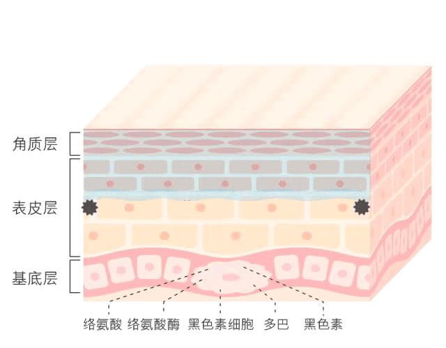 白小姐今晚一肖中特资料与全面贯彻解释落实的探讨